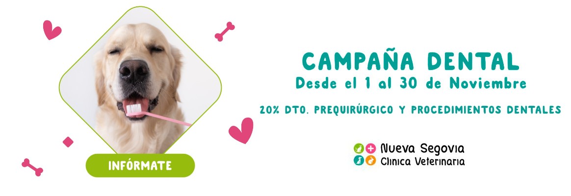 Campaña dental noviembre Clínica Veterinaria Nueva Segovia