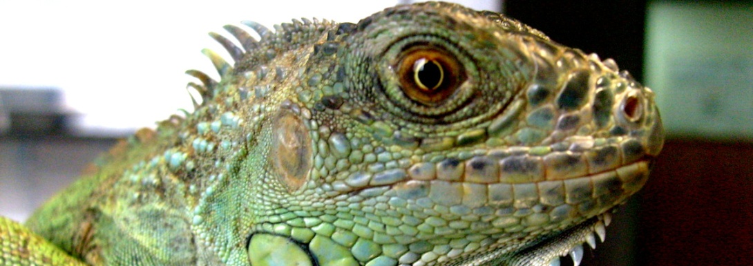 Animales exóticos en la Clínica Veterinaria Nueva Segovia