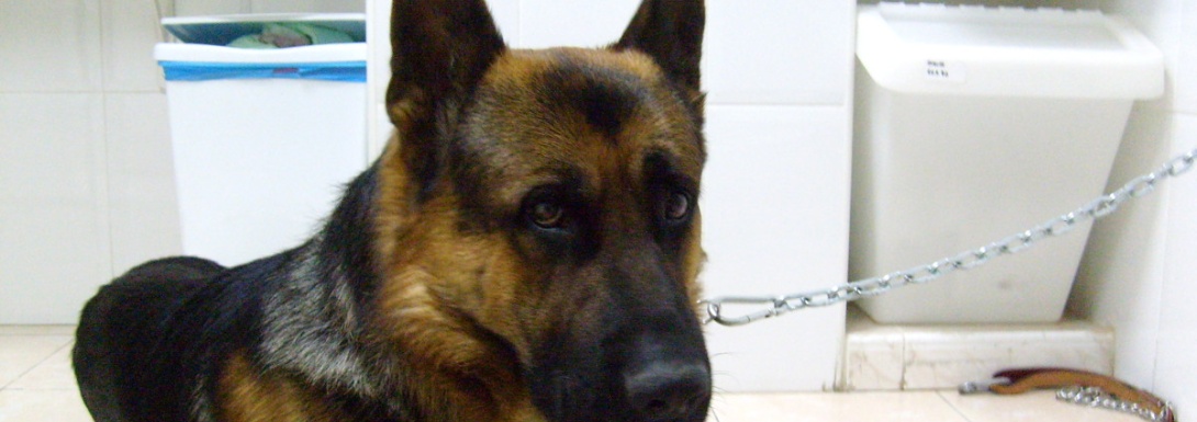 Servicios de educación canina y comportamiento en la Clínica Veterinaria Nueva Segovia