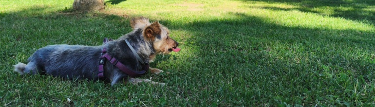 La prevención es esencial en la Clínica Veterinaria Nueva Segovia