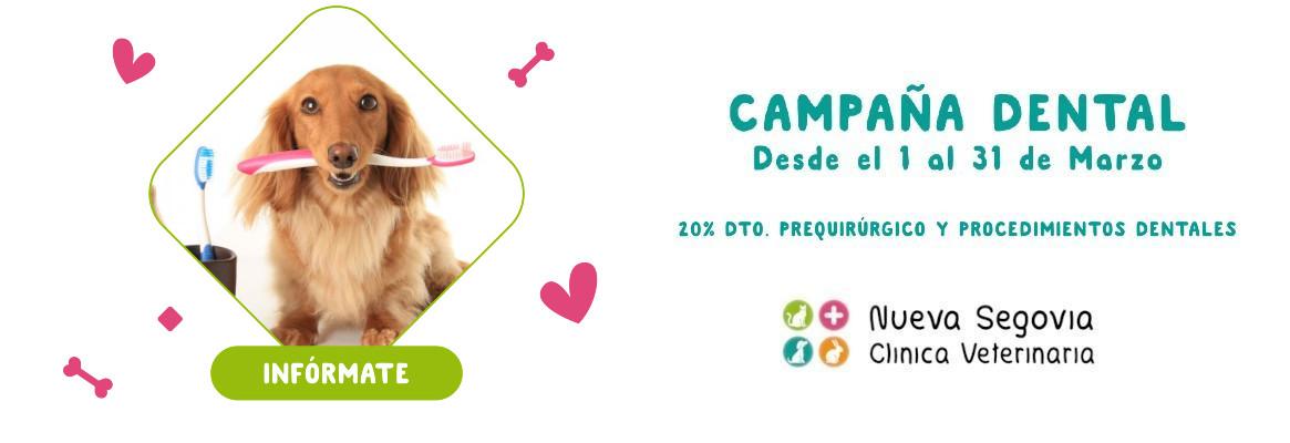Nueva campaña dental Marzo 2024 en Clínica Veterinaria Nueva Segovia
